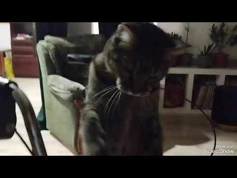 Mačak MARKO SE BOKSUJE