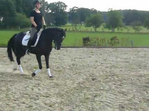 4 jährige Rappstute von Nabucco R x Silvertops Rondo