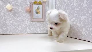 マルチーズの動画01