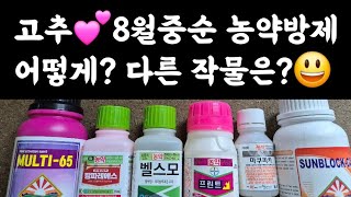 고추???? 8월중순 농약방제???? 어떻게? 왜? 텃밭, 다른 작물은? ???? 