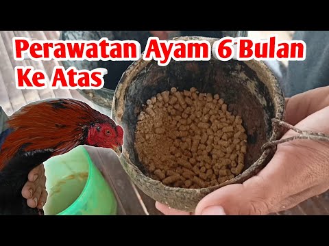 , title : 'Tips Merawat Ayam Umur 6 Bulan'