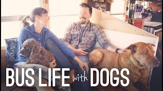 Bus Life With Dogs | Traveling With Pets Full Time