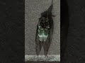 🪩 Cicada dance 🕺