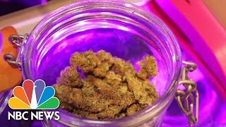 Legalized: A Year In The Life Of Colorado's Legal Weed Experiment | NBC News