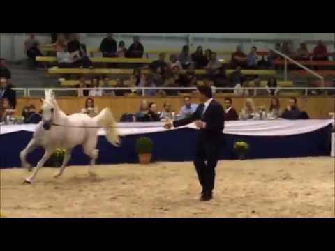AL LAHAB - ALL NATIONS CUP - AACHEN 2014