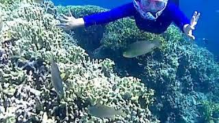 preview picture of video 'snorkling pulau menjangan'