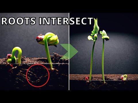 How To Grow Canadian Wonder Bean - Time Lapse | Melurth