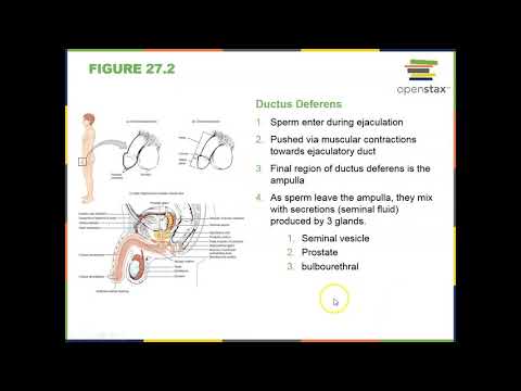 Chapter 27 part 2 A&P OER