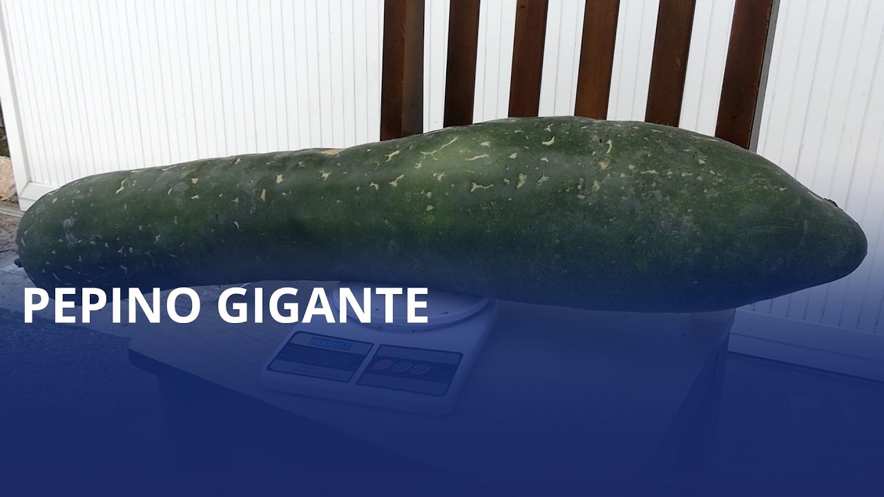 Agricultor da Valada São Paulo colhe pepinos gigantes