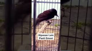 Download lagu Pancingan Sikatan Kipas Anti Zonk #pikatanburung #sikatankipasgacor mp3