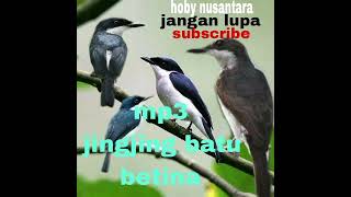 Download lagu SUARA PIKAT BURUNG JINGJING BATU RIBUT 💯‼️‼️AUTO LANGSUNG NYAMBAR mp3 Download lagu SUARA PIKAT BURUNG JINGJING BATU RIBUT 💯‼️‼️AUTO LANGSUNG NYAMBAR mp3