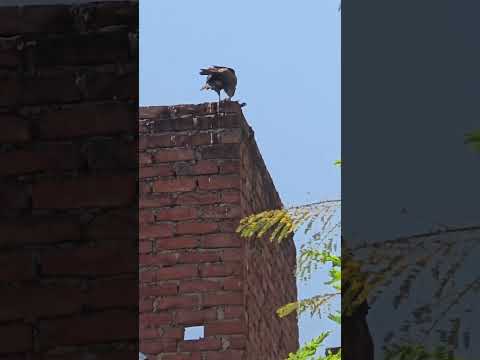 which bird is this ?? #eagles #yashveer #funk #hiphop