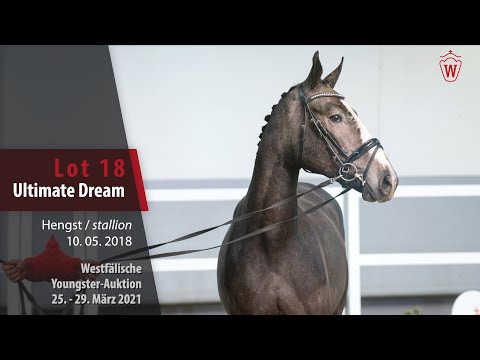 Westfälische Youngster-Auktion Lot 18 Ultimate Dream Hengst v. Untouchable - Quidam de Revel