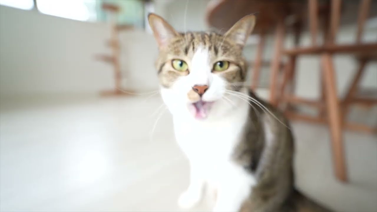 春を告げる小鳥のさえずりとハル王子😽