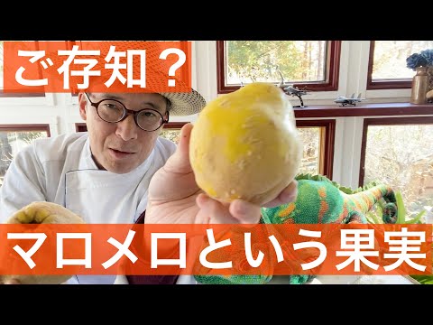 観賞用マルメロ 植物