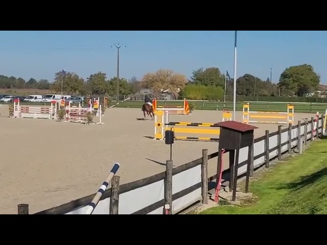 Hongre, Selle Français, 9 ans 