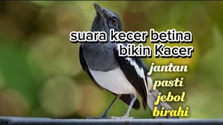 Download lagu Kacer betina mendongkrak birahi Kacer jantan mp3