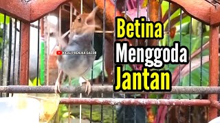 Download lagu PRENJAK BETINA | Prenjak Betina Gacor Istimewa Suara Jernih Menggoda Prenjak Jantan | mp3