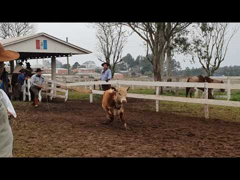 Pealo CTG Júlio de Castilhos