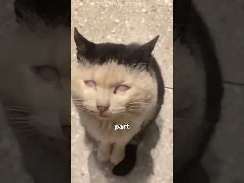 Why YOUR cat does this