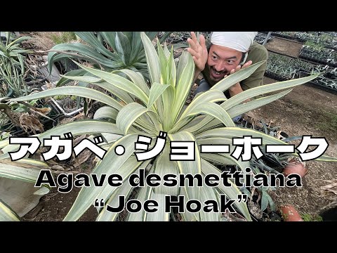 園芸 斑入りアメリカンアガベ