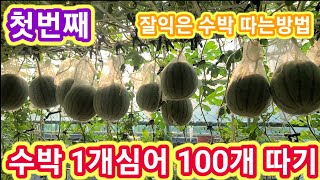 수박 1개심어 100개따기 첫번째~잘익은 수박 따는방법 애플수박, 흙수박,수박재배방법,키우기,수박농사,수박평…