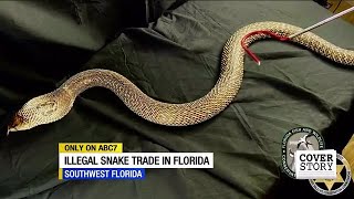 Special permit needed to own venomous snakes in Florida