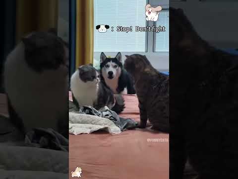 funny dogs #funny #dog #pet #doglover #doglife #usa #fyp #cute