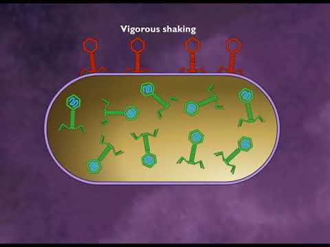 Hershey and Chase Experiment HD Animation