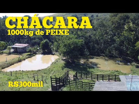 (**vendido**)CHÁCARA - 1000 KG DE PEIXE - QUATIGUÁ/PR