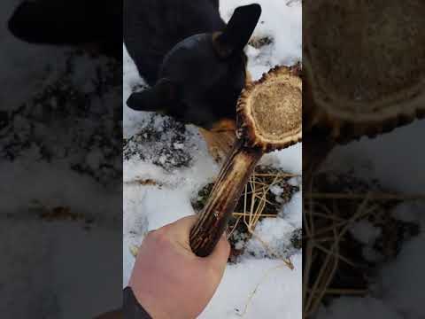 Zrzuty 2020 pies znalazł zrzuta