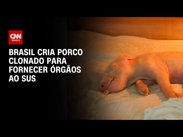 Brasil cria 1º porco clonado da América Latina para fornecer órgãos ao SUS | LIVE CNN