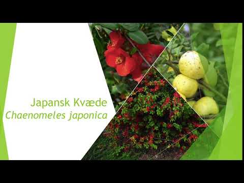 Japansk Kvæde