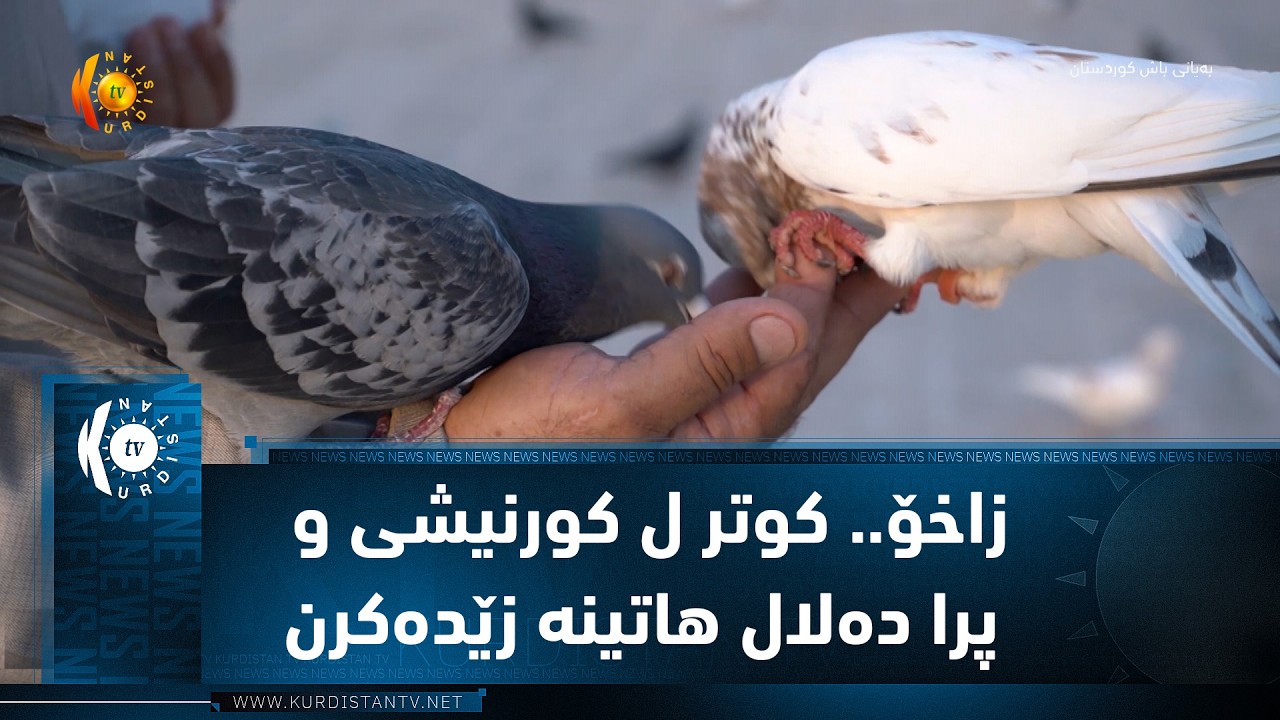 ڤیدیۆ | زاخۆ.. كوتر ل كورنیشی و پرا ده‌لال هاتینه‌ زێده‌كرن
