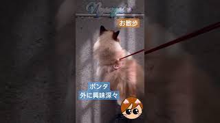 お散歩ポンタ#お散歩デビュー #初めてのお散歩 #猫動画かわいい #猫散歩 #ラグドール