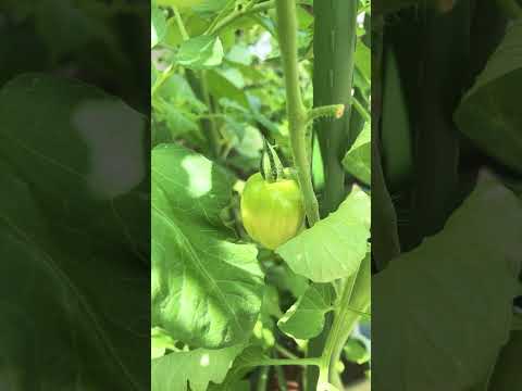 クラブアップル「ルドルフ」 植物