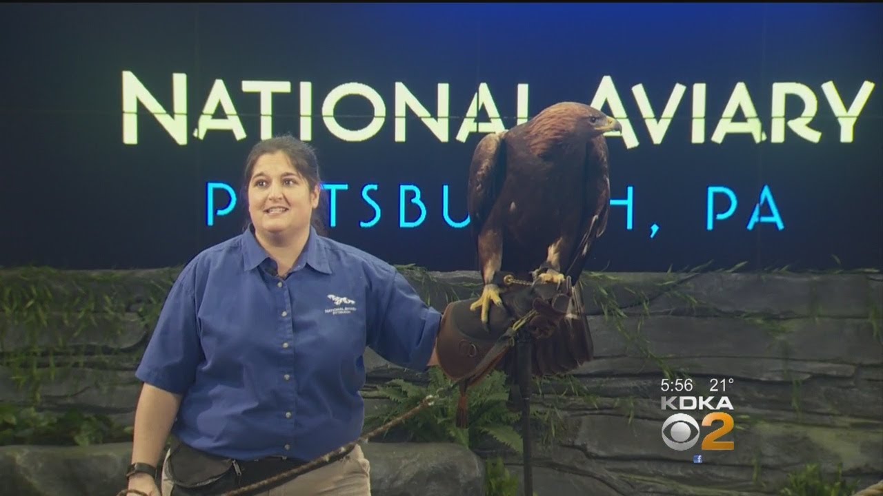 Golden Eagle Debuts At Pittsburgh's National Aviary