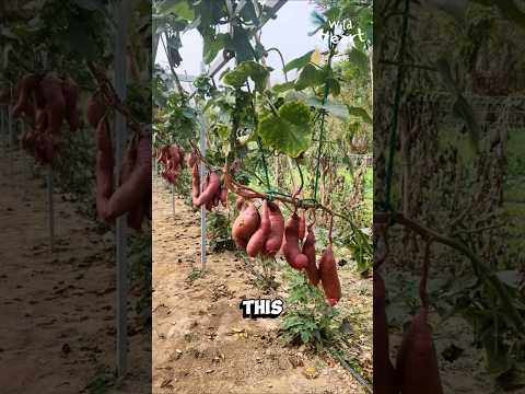 Airborne Sweet Potato Farming