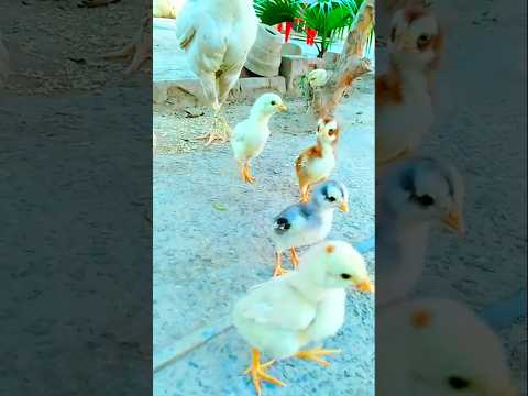 Chicks sounds ASMR 🐣 #adorablechicks #birdsounds #babychicks #babybirds #asmrsounds #chirping #asmr