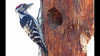 preview picture of video 'Birds in  Portugal Woodpecker canon crop movie'