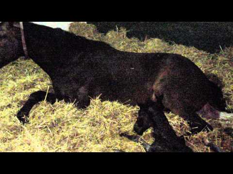 Gravia, 05.04.2014, v. Grey Flanell -Hotline- Banditentraum