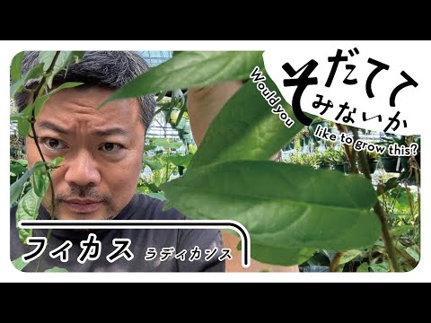 ハレベルズ 植物
