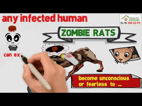 Toxoplasma gondii, parasitic mind control in Rodents - Routine Pest Control