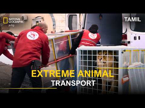 Extreme Animal Transport