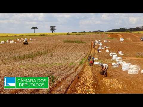 Contratação de trabalhador agrícola safrista - Trabalho - 09/06/2026