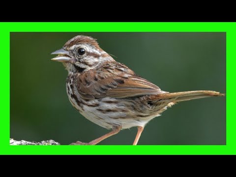 Strnádlik spevavý (Melospiza melodia) — správanie, biotop a hlas