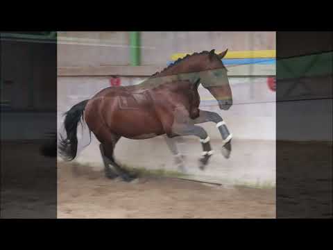 SOLD - Perfeito - kupferbrauner imposanter Lusitanohengst