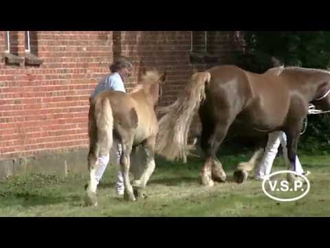 Fohlenbrennen Pferdestammbuch SH/HH - Schleswiger Kaltblut - Schrittring der Stuten
