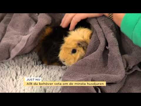 , title : 'Allt du behöva veta om de minsta husdjuren - Nyhetsmorgon (TV4)'