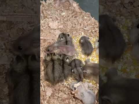 [𝙏𝙞𝙥𝙨 𝙃𝙖𝙢𝙨𝙩𝙚𝙧] Tak Nak Bagi Hamster Gaduh... Nak Wat Macam Mana....